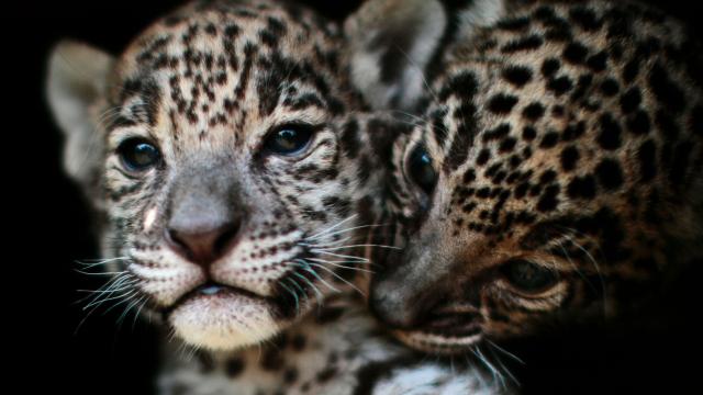 Scientists Want to Bring Jaguars Back to America’s Mountains