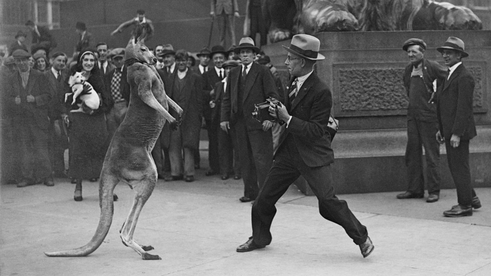 Some old timey dude preparing to lose a fight to a kangaroo in London in 1931. (Photo: Fox Photos/Hulton Archive, Getty Images)
