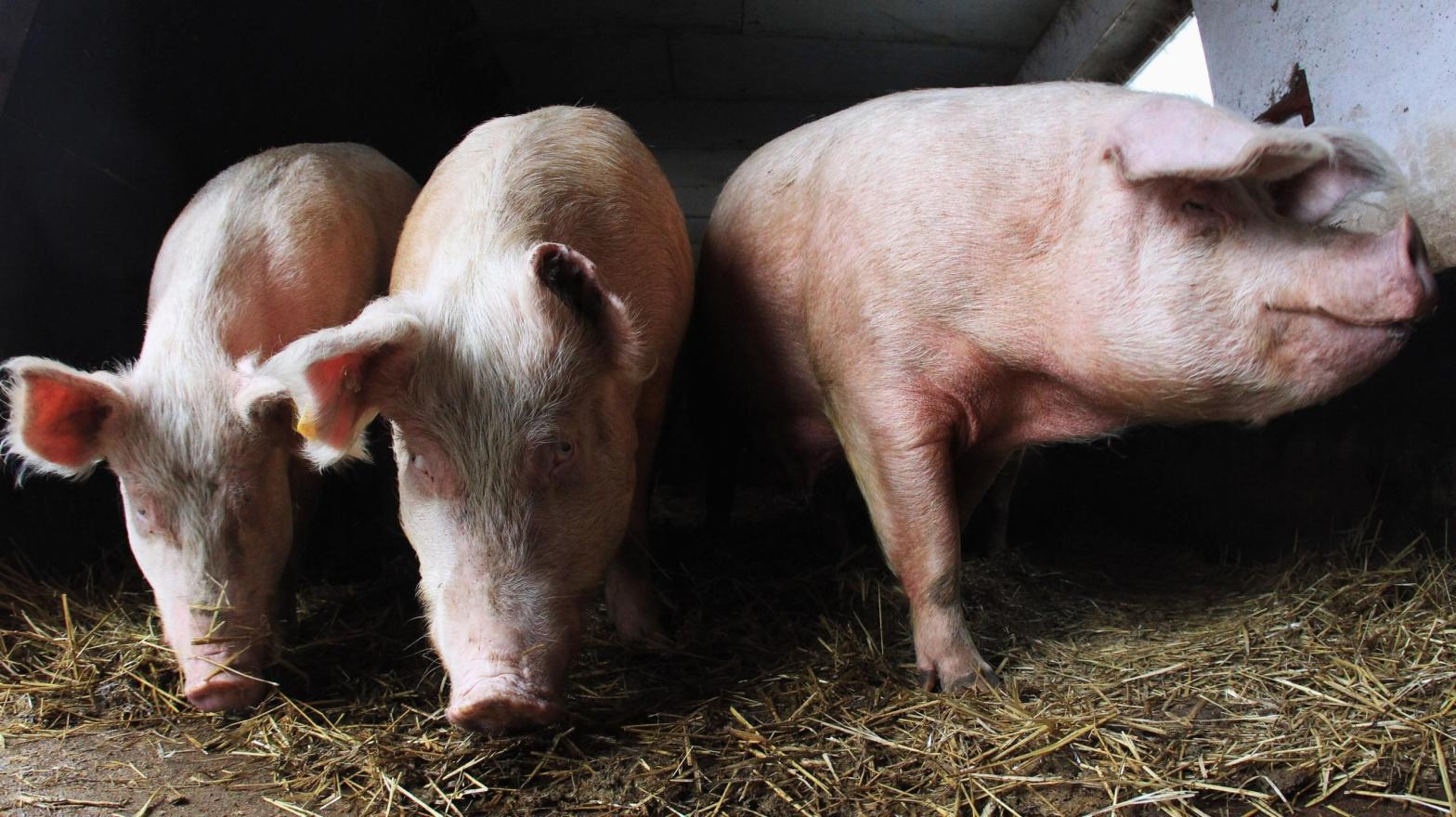 Pigs were able to breathe through their gut when rectally injected with an oxygenated chemical as part of a new study. (Photo: Photo by Joern Pollex/Getty Images, Getty Images)