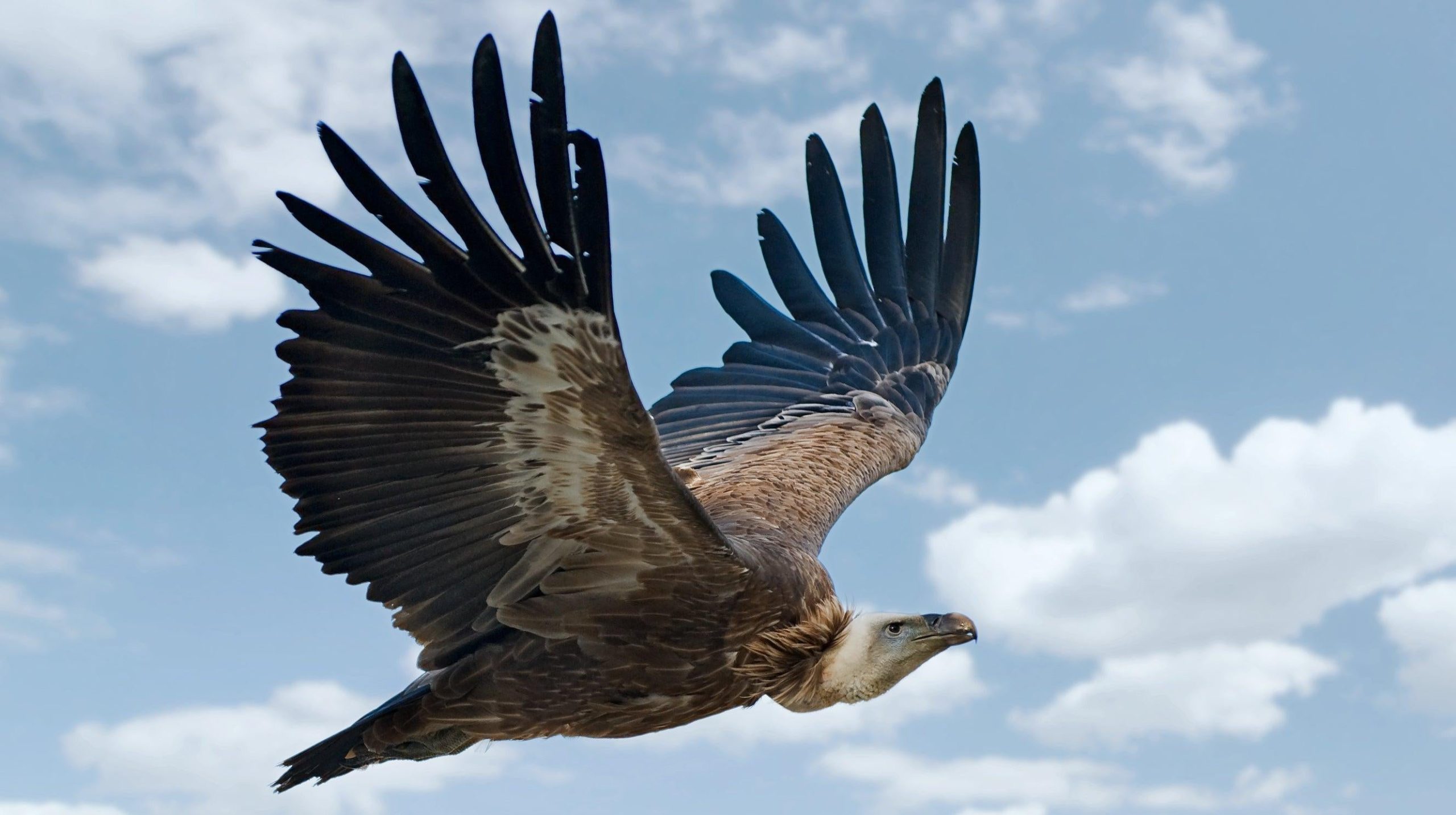 Bulgaria’s Griffon Vultures Have Made a Remarkable Resurgence