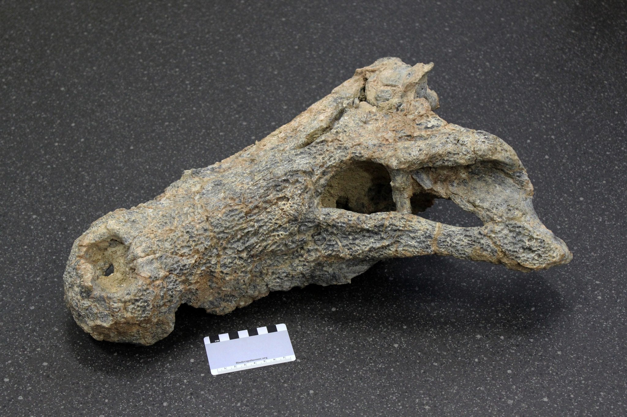 The large crocodile skull.  (Image: Adam Yates)