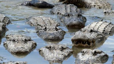 Climate Change Could Make American Alligators’ Sex Ratios Go Haywire