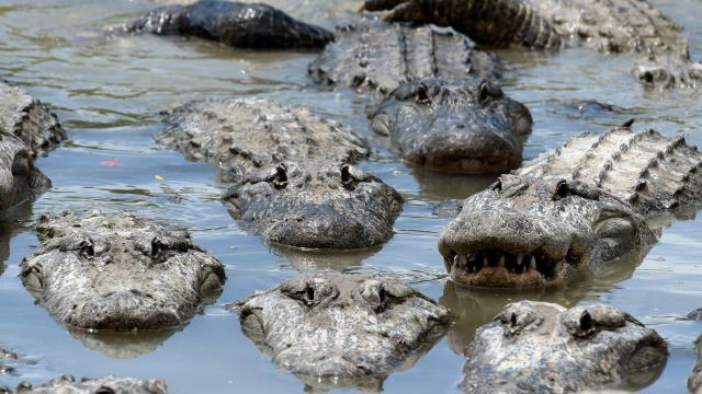 Climate Change Could Make American Alligators’ Sex Ratios Go Haywire