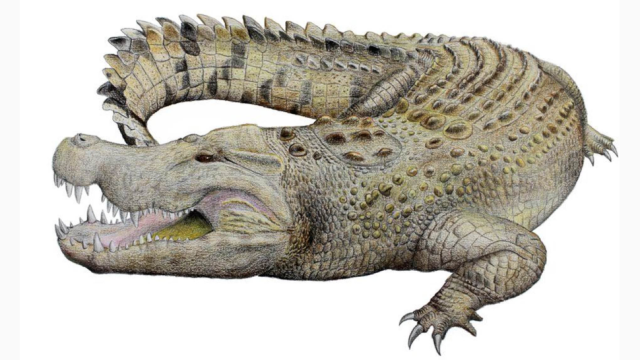 Extinct Australian Crocodile Likely Ate 650 Kilogram Birds