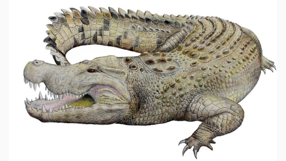 Conceptual image of the extinct Baru crocodile from prehistoric Australia.  (Illustration: Adam Yates)