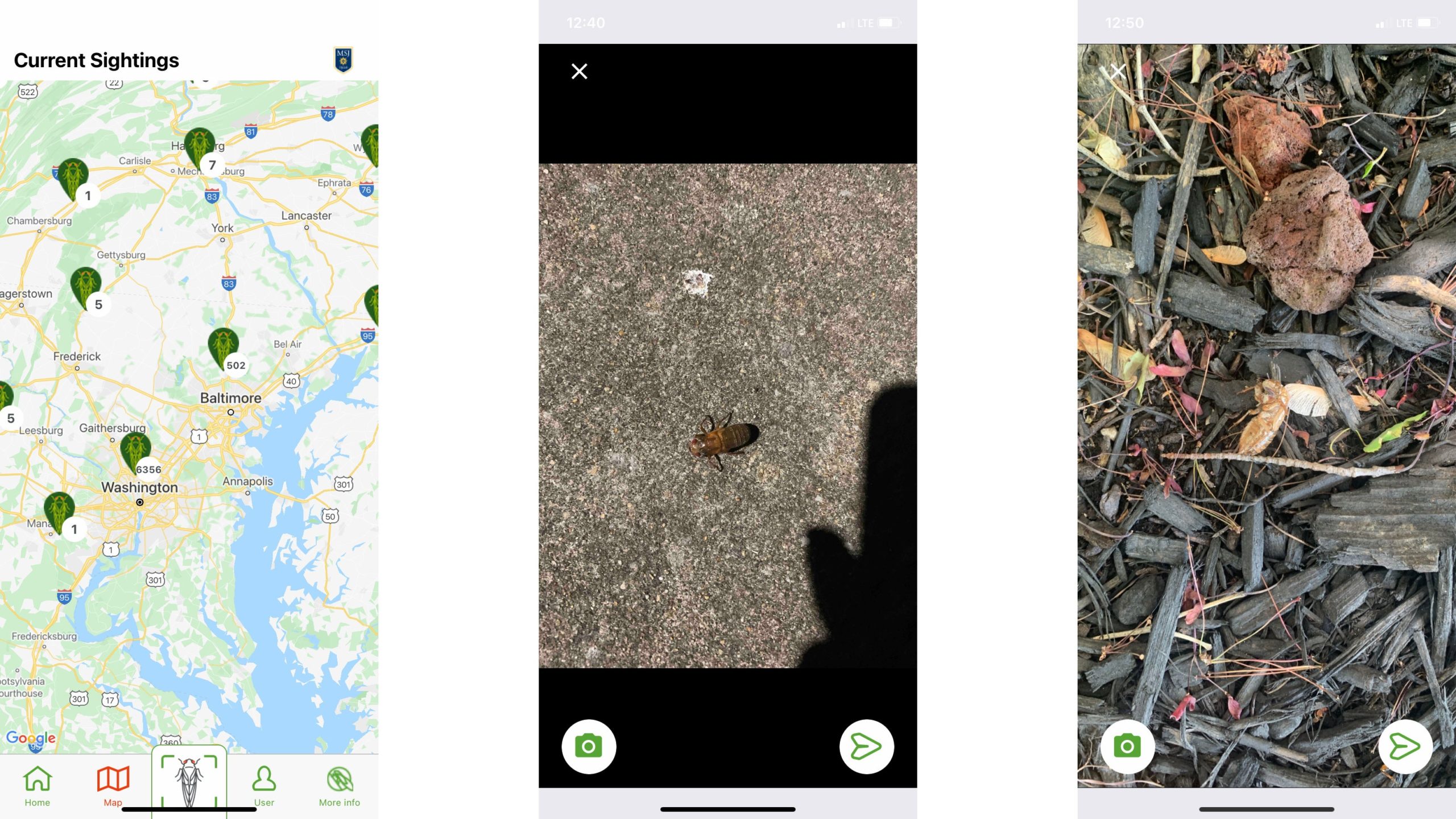 A few scenes from Cicada Safari. (Screenshot: Cicada Safari)