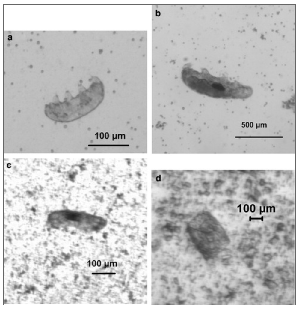 (a) and (b) show tardigrades before impact testing, (c) shows a surviving tardigrade that survived an impact of 7,289 m/s, and (d) shows a fragment of a tardigrade shot at 9,010 m/s.  (Image: A. Traspas et al., 2021/Astrobiology)