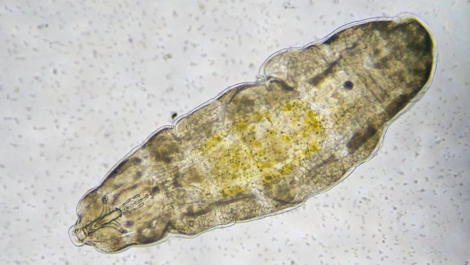 Microscopic image of a tardigrade.  (Image: AJ Cann, Fair Use)