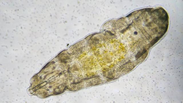 Scientists Shot Tardigrades From a Gun to Test a Theory About Aliens