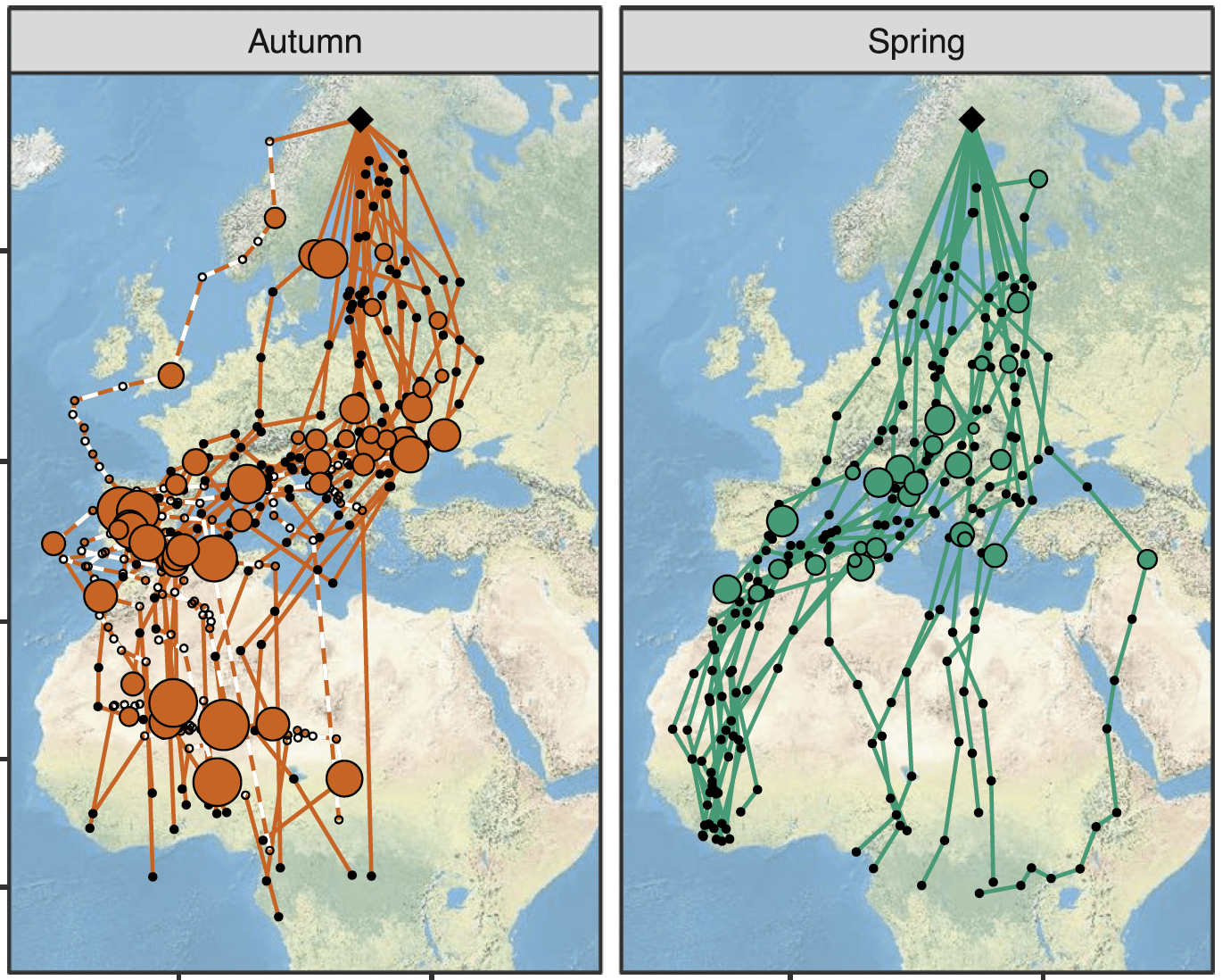 Tracked migration routes taken by swifts in the autumn and spring.  (Graphic: S. Akesson et al., 2021/iScience)