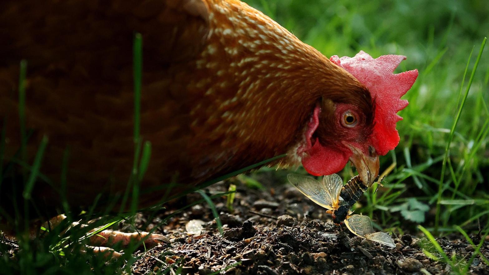 Annie, a domesticated Rhode Island red chicken, about to chow down on a newly moulted periodical cicada on May 20, 2021 in Takoma Park, Maryland. (Photo: Chip Somodevilla, Getty Images)