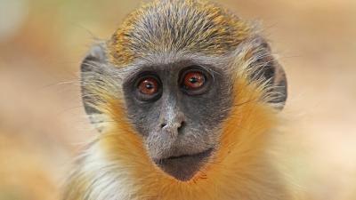 Monkeys Living Near Florida Airport Connected to 1948 Zoo Escape