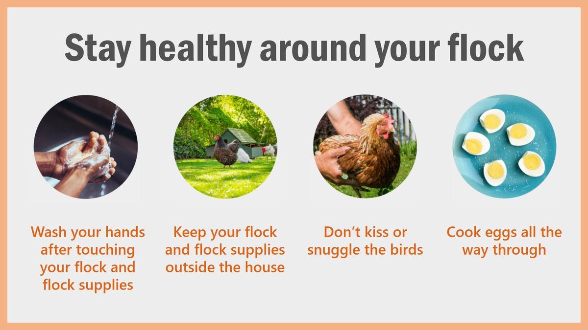 Please don't kiss your birds, no matter how cute they are. (Graphic: CDC)