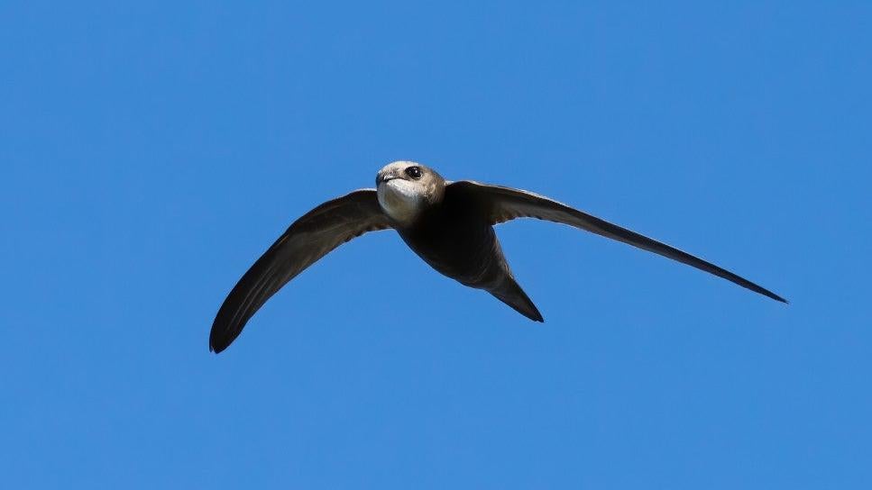 Swifty swifts are really swift! (Image: Davide D’Amico)