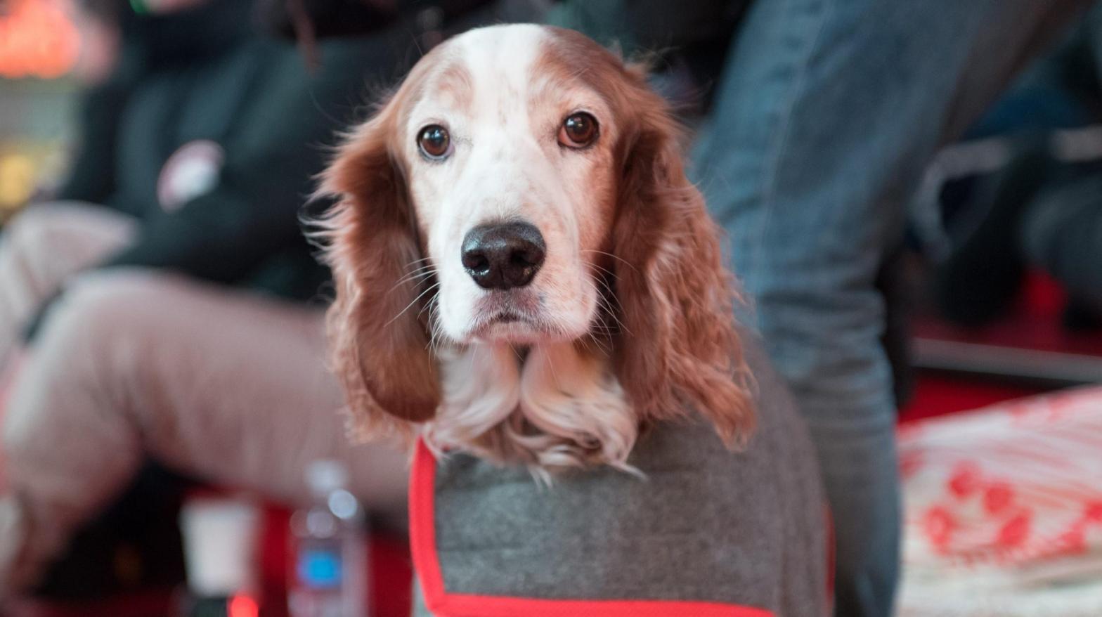 A dog at the January Midnight Moment concert for dogs: Heart Of a Dog by Laurie Anderson, held at Duffy Square on January 4, 2016 in New York City (Photo: Noam Galai, Getty Images)