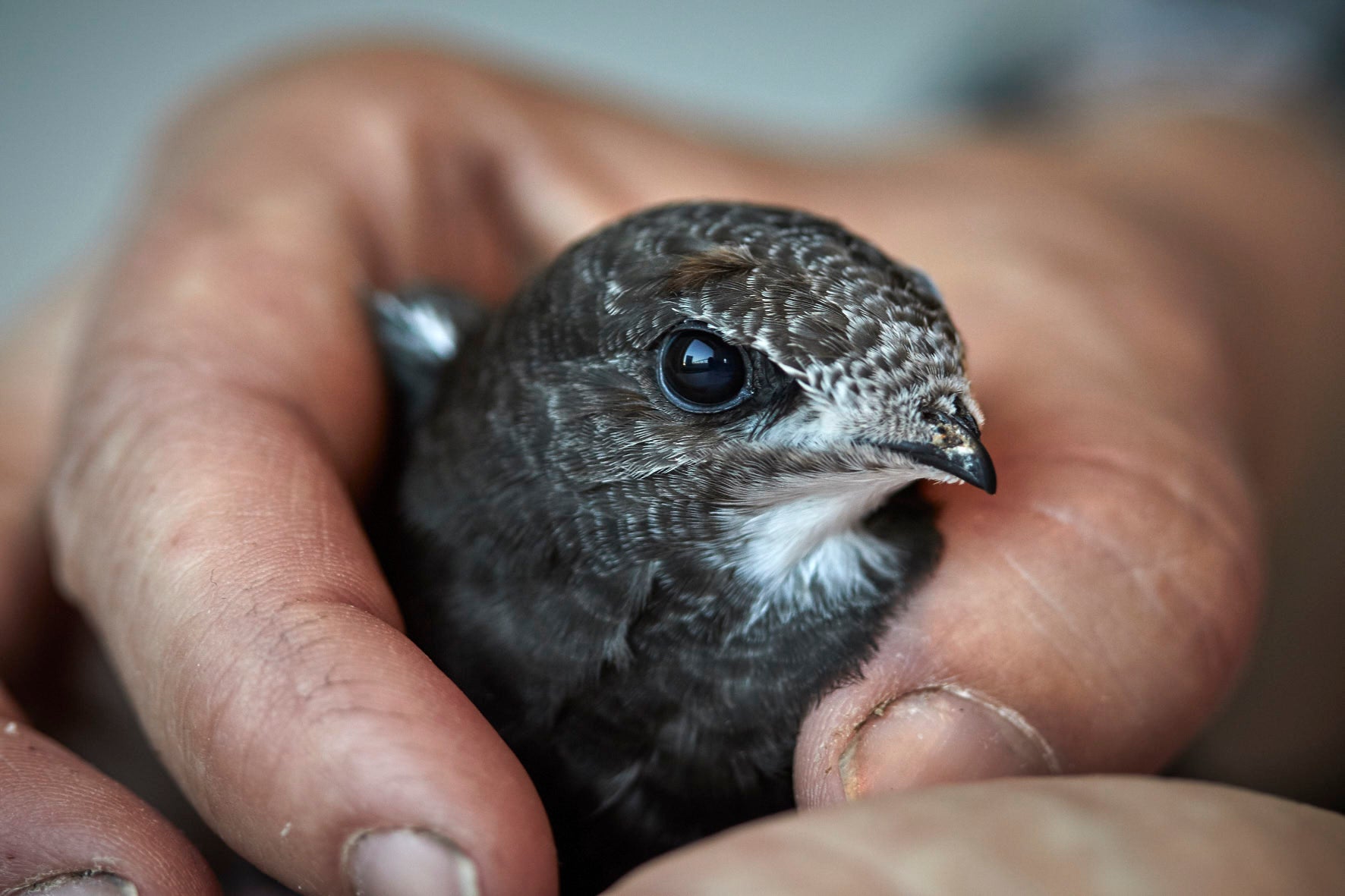 A very determined-looking swift.  (Image: Aron Hejdström, CAnMove)