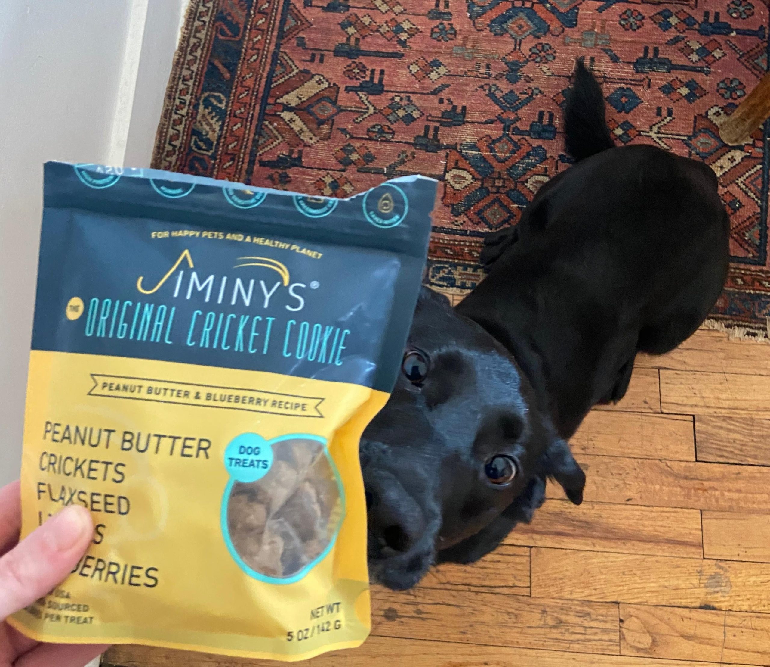 Trying to get lucky enough to get a treat. (Photo: Molly Taft)