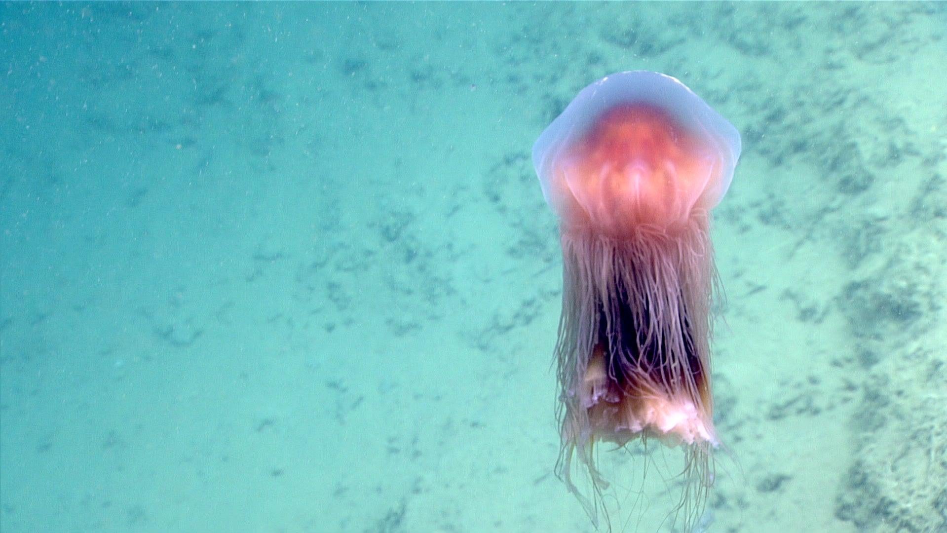 Inside the Dreamy World of the Longest Jellyfish on Earth