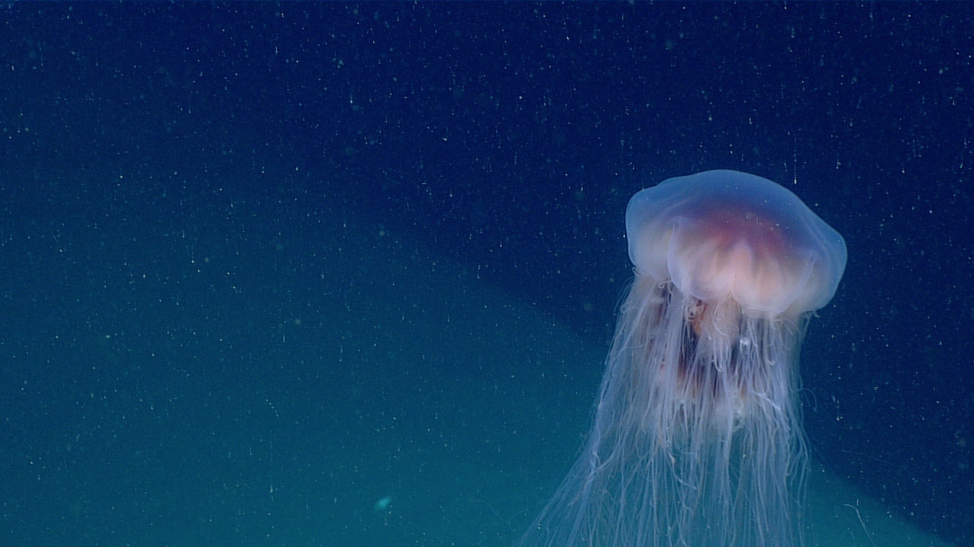 Inside the Dreamy World of the Longest Jellyfish on Earth