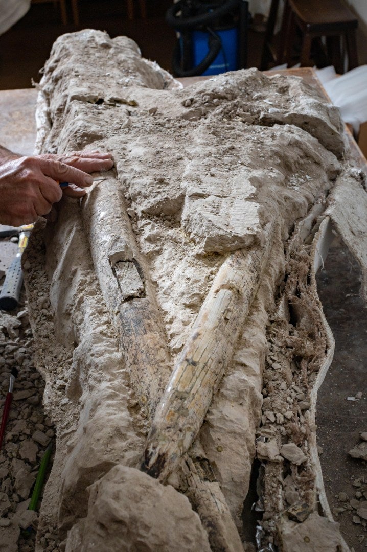 8-million-year-old tusks from a Miocene mastodon. (Photo: Jason Halley (California State University, Chico))