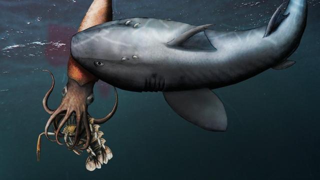 A Shark, Eating a Squid, Eating a Lobster, in One Fossil