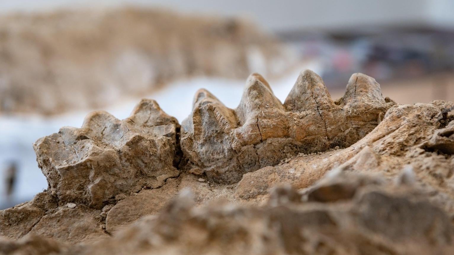 Mastodon teeth, dug out of an ancient petrified forest in California. (Photo: Jason Halley (California State University, Chico))