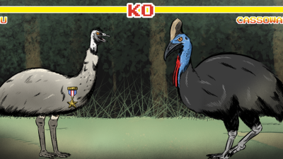 Emu VS Cassowary: Who Would Win In A Fight?