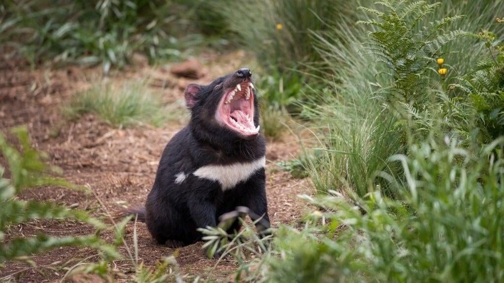 A tasmanian devil shortly after being introduced to a wildlife sanctuary on the Australian mainland.  (Image: Aussie Ark)
