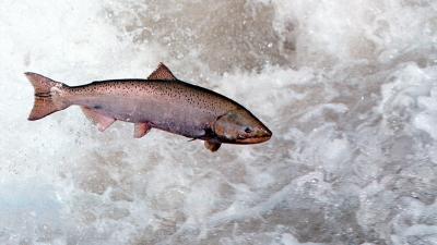 Farmed Salmon Could Be Spreading a Deadly Disease to Their Wild Counterparts