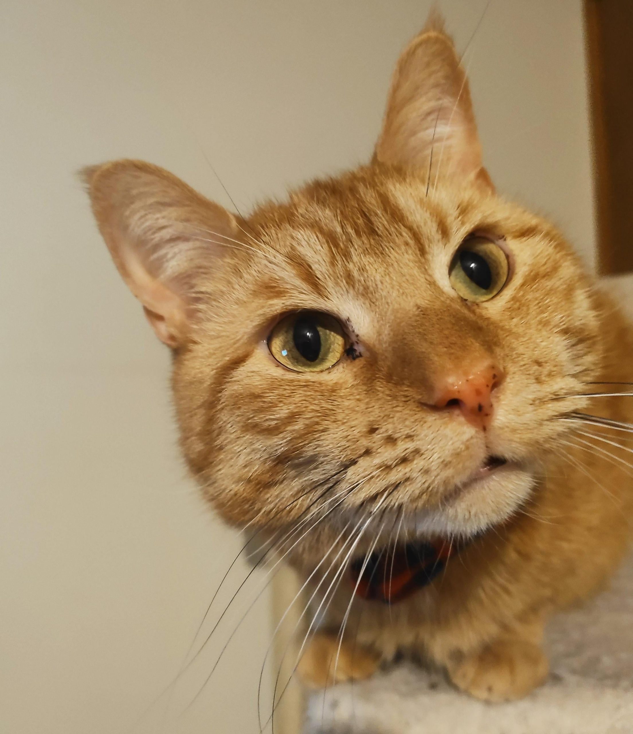Cheddar the cat — and a possible scientist in the making? (Photo: Ed Cara)
