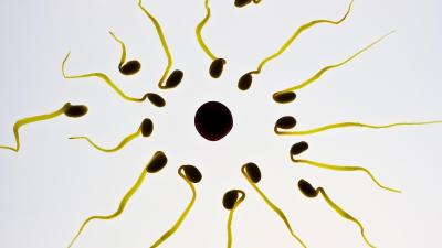 A Major Study on How Sperm Move Has Been Retracted