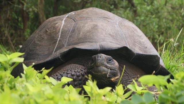A Giant Galapagos Tortoise Species Thought Extinct for a Century Lives
