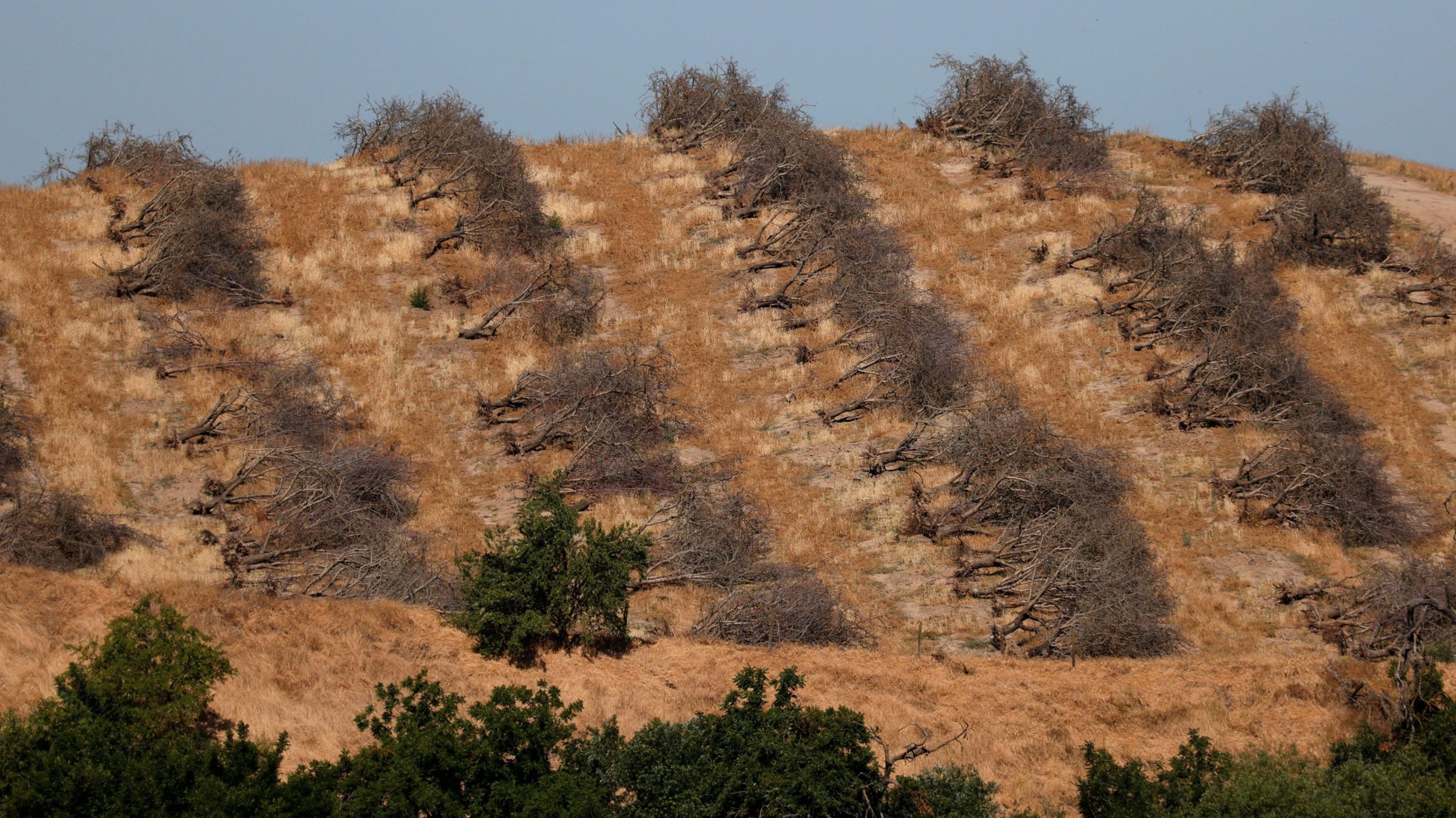 Rows of almond trees sit on the ground during an orchard removal project. (Photo: Justin Sullivan, Getty Images)