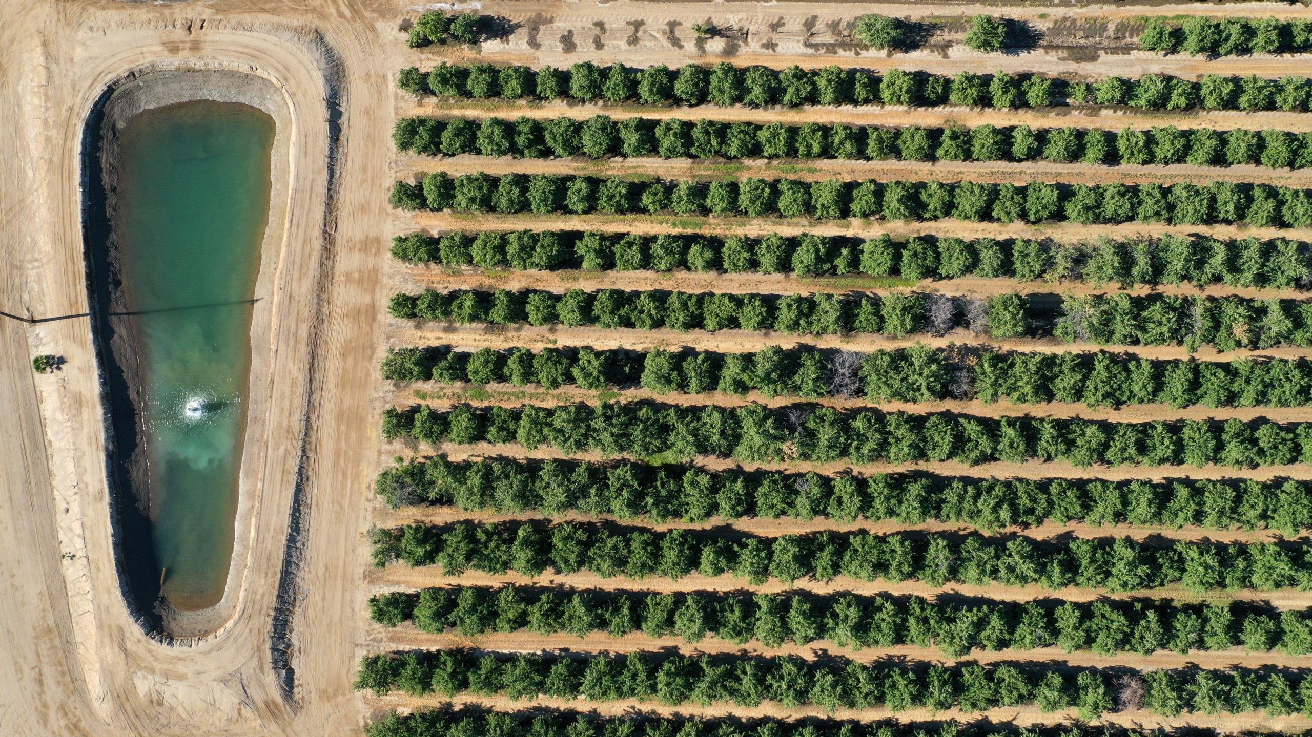 An irrigation pond next to an almond orchard in Chowchilla, California. (Photo: Justin Sullivan, Getty Images)