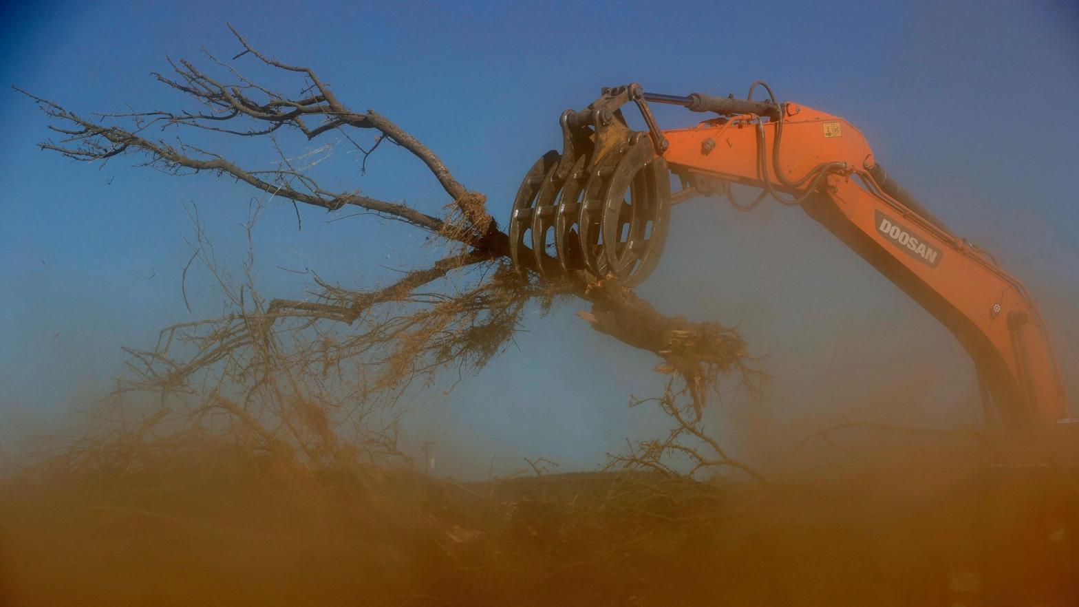 A worker with Fowler Brothers Farming uses an excavator to place almond trees into a shredder during an orchard removal project on May 27, 2021 in Snelling, California.  (Photo: Justin Sullivan, Getty Images)