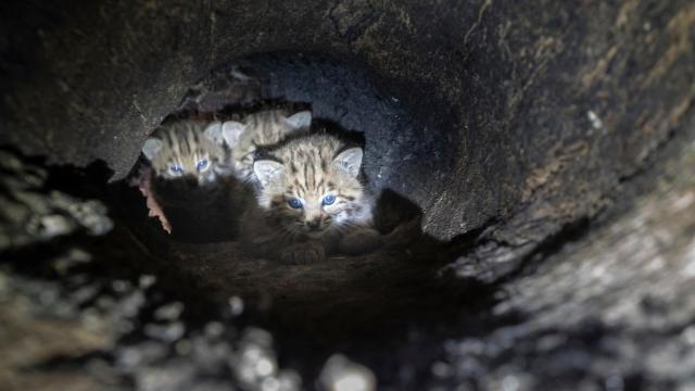 This Bobcat Family Calling a Burned Out Tree Home Is All of Us