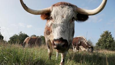 Cows Might Be Getting Smart Masks for Their Problematic Methane Burps