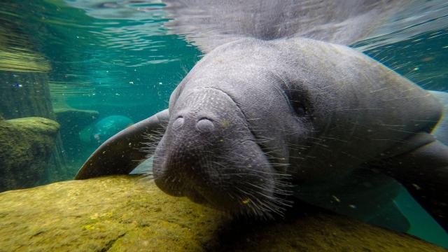 Something Is Killing Florida’s Manatees in Record Droves
