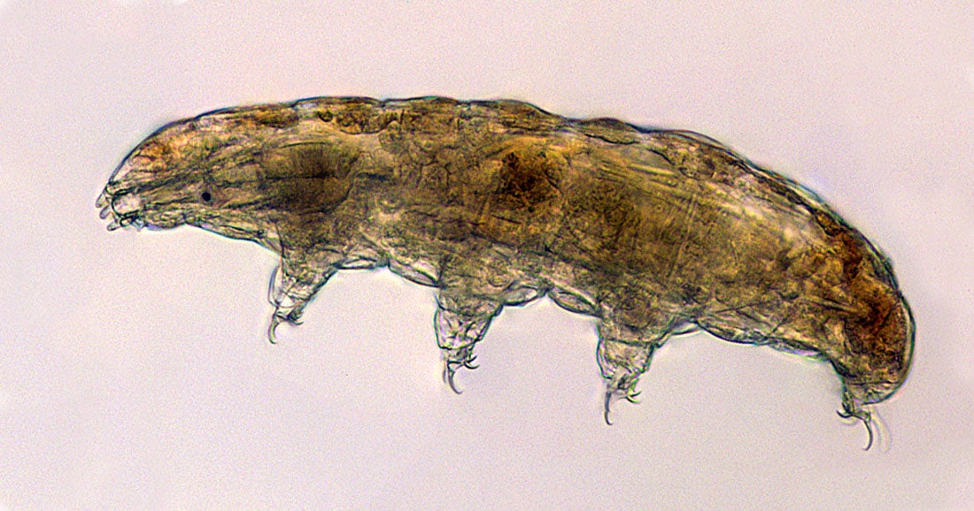 Microscopic image of a tardigrade.  (Image: Boothby Lab/NASA)
