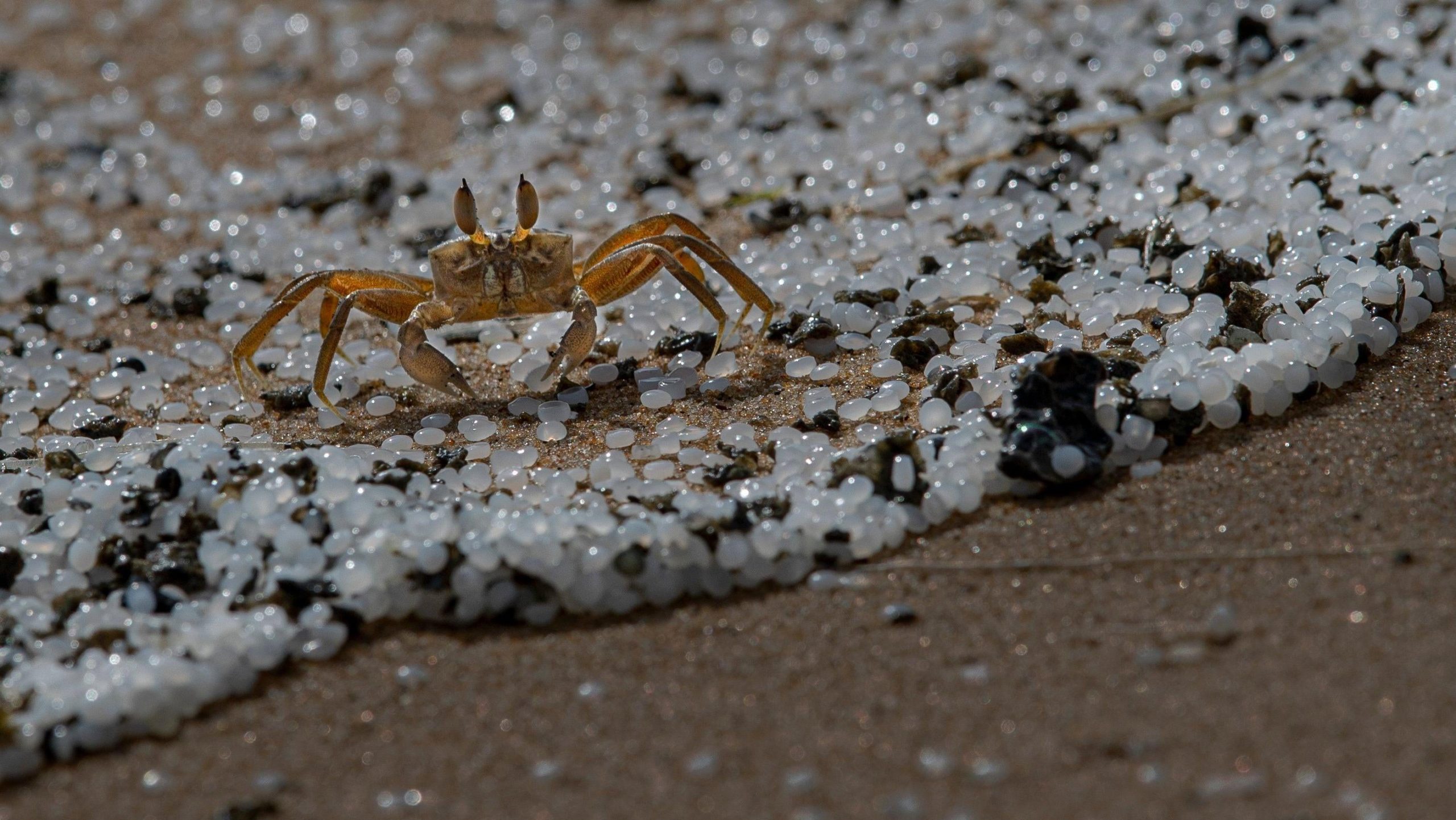 A crab roams on a beach polluted with plastic pellets that washed ashore from the burning ship. (Photo: Eranga Jayawardena, AP)