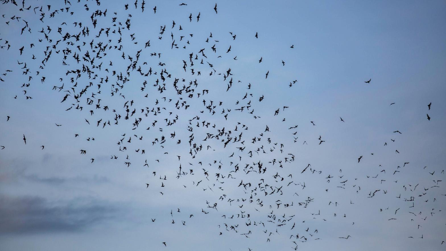Millions of bats fly out of the Khao Chong Pran Cave at sunset for feeding on September 12, 2020 in Ratchaburi, Thailand. (Photo: Lauren DeCicca, Getty Images)
