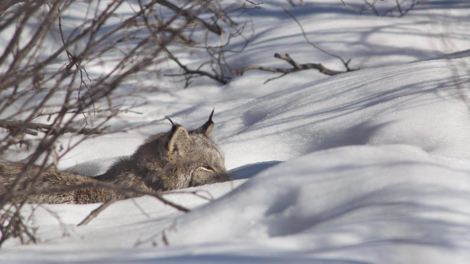 The predators can be hard to study in the wild. (Photo: Emily Studd)