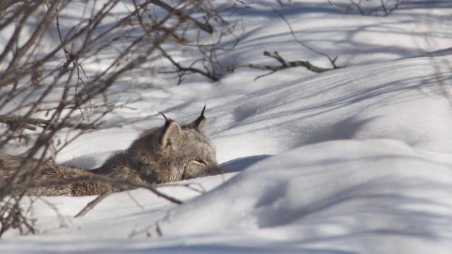 Hear the Table Manners of Canada Lynx in Stunningly Gruesome Detail