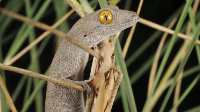 Hundreds Of Australian Lizard Species Are Barely Known To Science. Many May Face Extinction