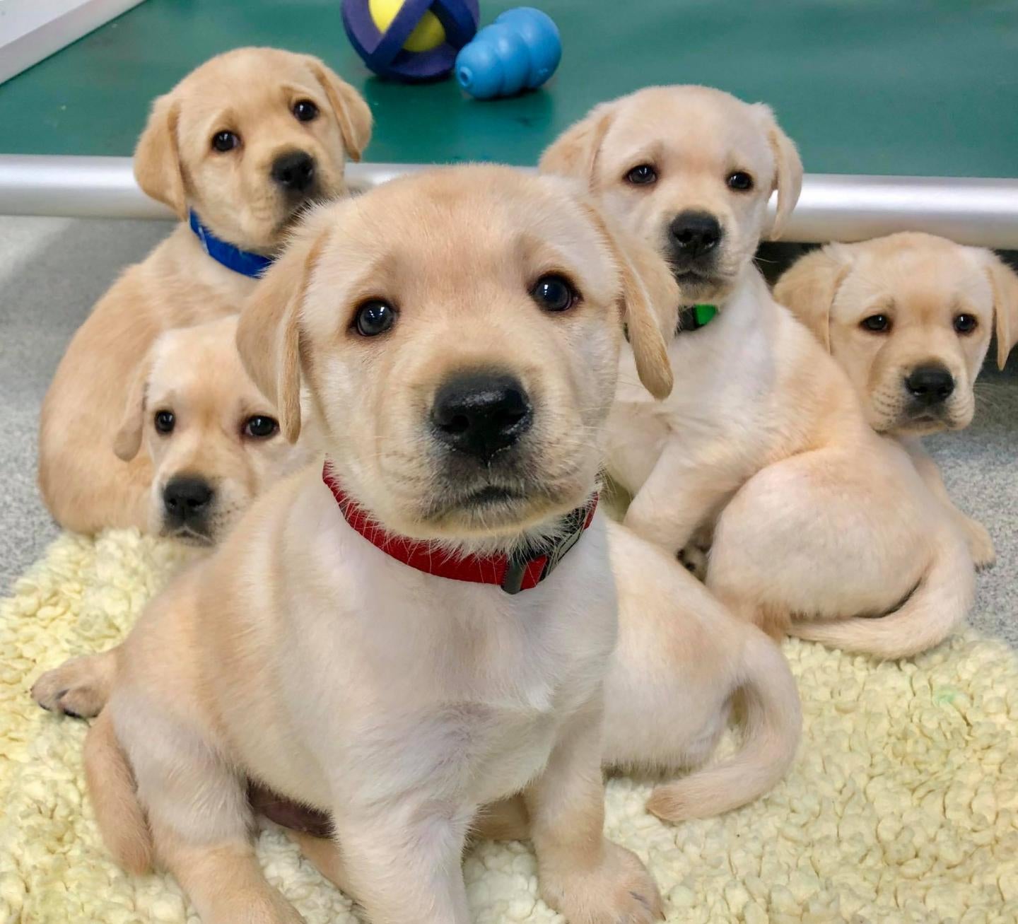 The study involved 375 budding service dogs from the Canine Companions service dog organisation. (Photo: Courtesy of Emily Bray/University of Arizona)