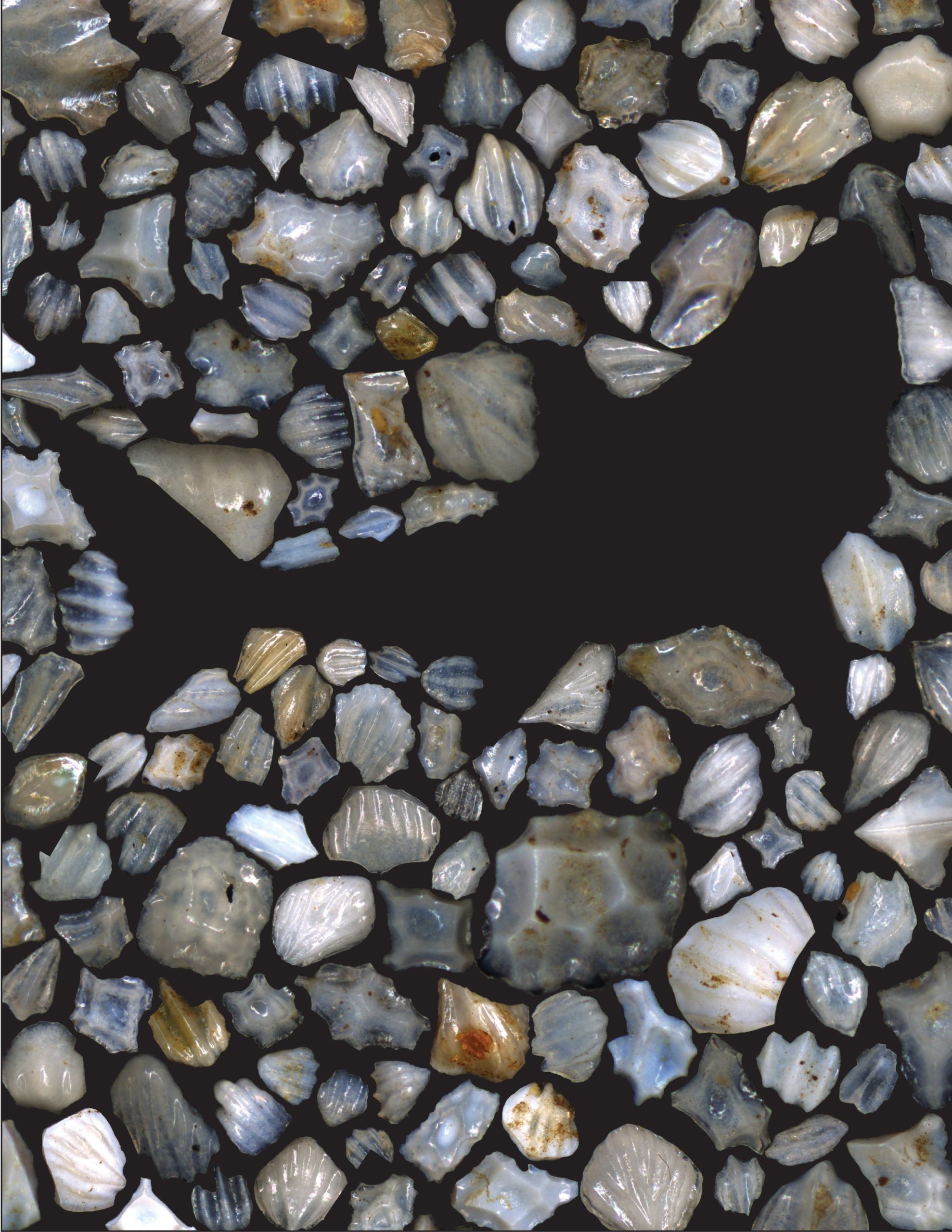 The silhouette of a shark appears amid a cluster of dermal denticles.  (Image: Leah Rubin)