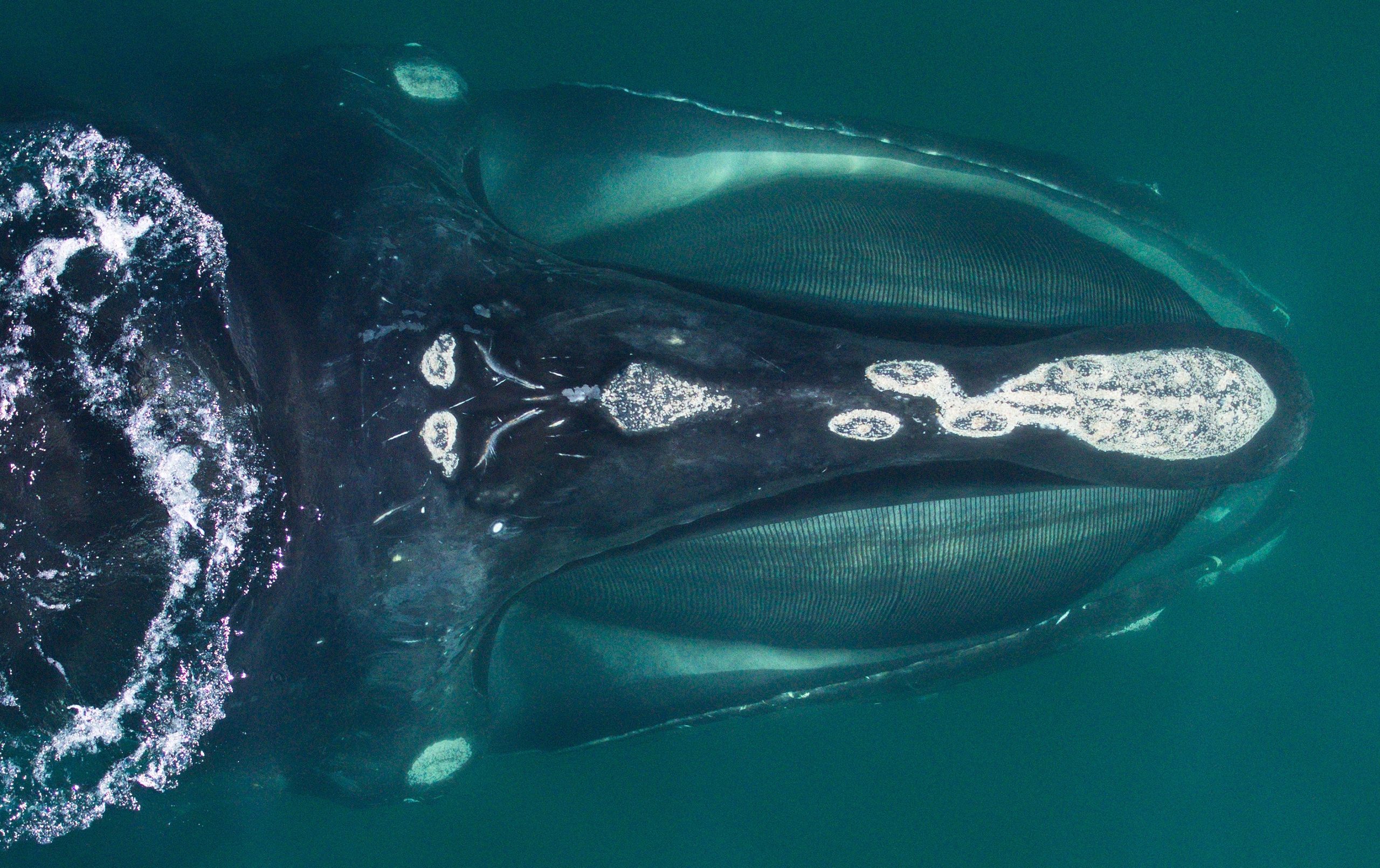 A North Atlantic right whale in Cape Cod Bay. The callosity patterns on each whale's head are unique and allow for identification, along with tracking of impacts such as entanglements and vessel strikes, reproductive histories, and ages of individual whales. (Photo: John Durban (NOAA) and Holly Fearnbach (SR3), authorised by NMFS research permit #17355)