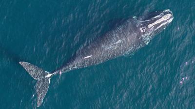 North Atlantic Right Whales Are Shrinking, and It’s Our Fault