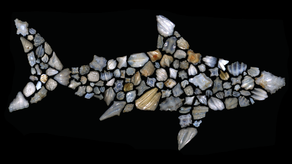 A careful arrangement of shark scales, or dermal denticles. (Image: Leah Rubin)