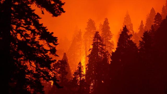 10% of the World’s Sequoias Burned in a Single Wildfire Last Year